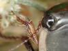 Dytiscus semisulcatus